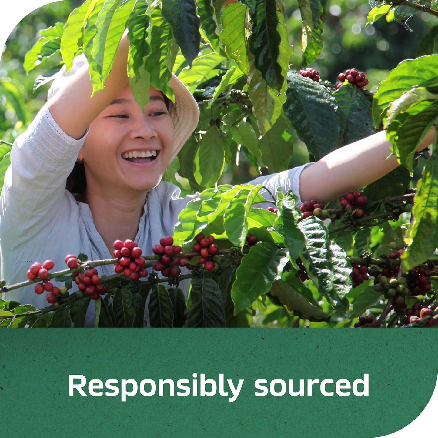 Nescafé Taster's Choice Decaf House Blend Instant Coffee, 14 oz.