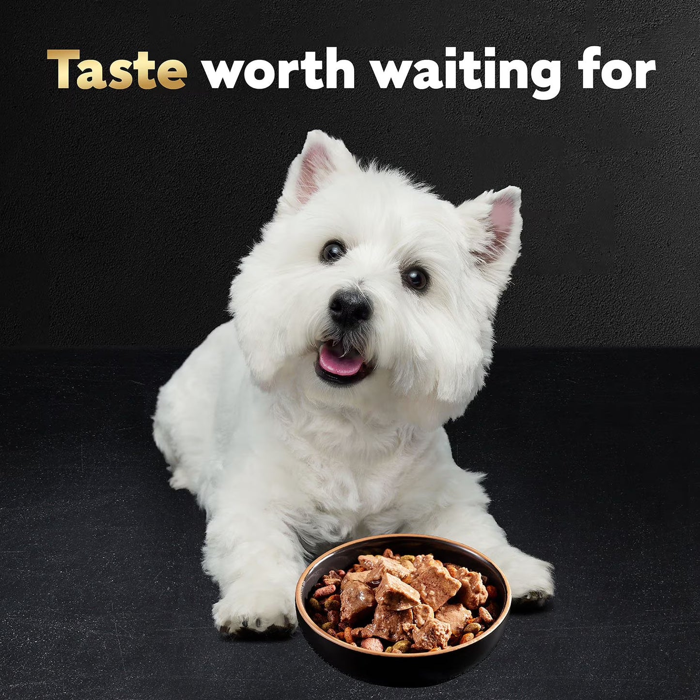 Cesar Classic Loaf in Sauce Wet Dog Food Variety Pack, 3.5 oz., 48 ct.