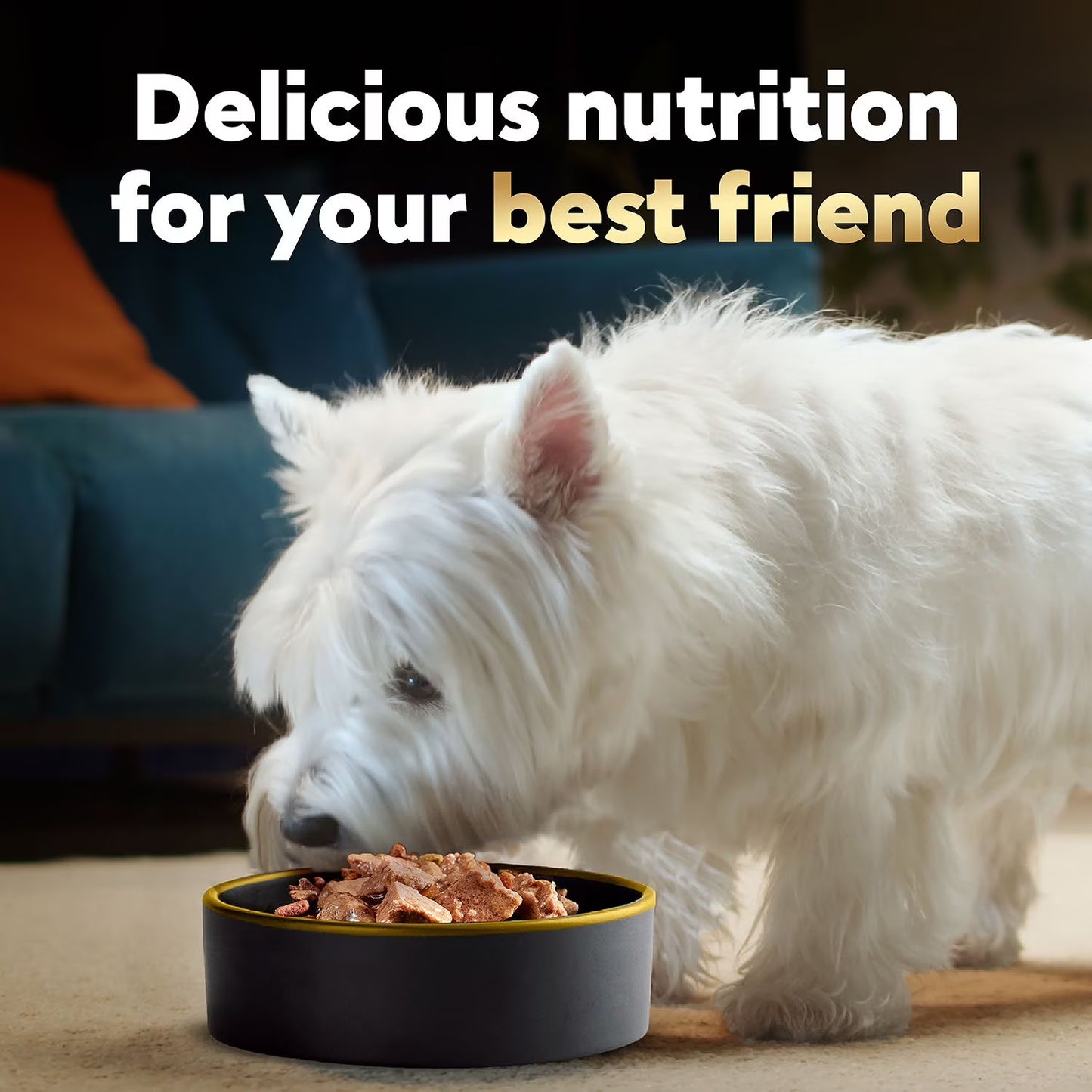 Cesar Classic Loaf in Sauce Wet Dog Food Variety Pack, 3.5 oz., 48 ct.