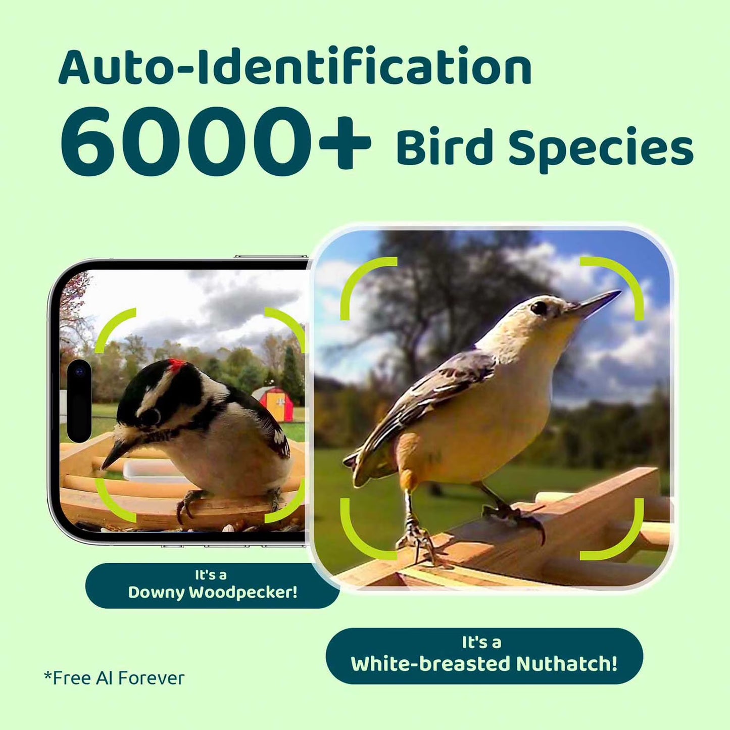 Birdfy Standard Smart Bird Feeder