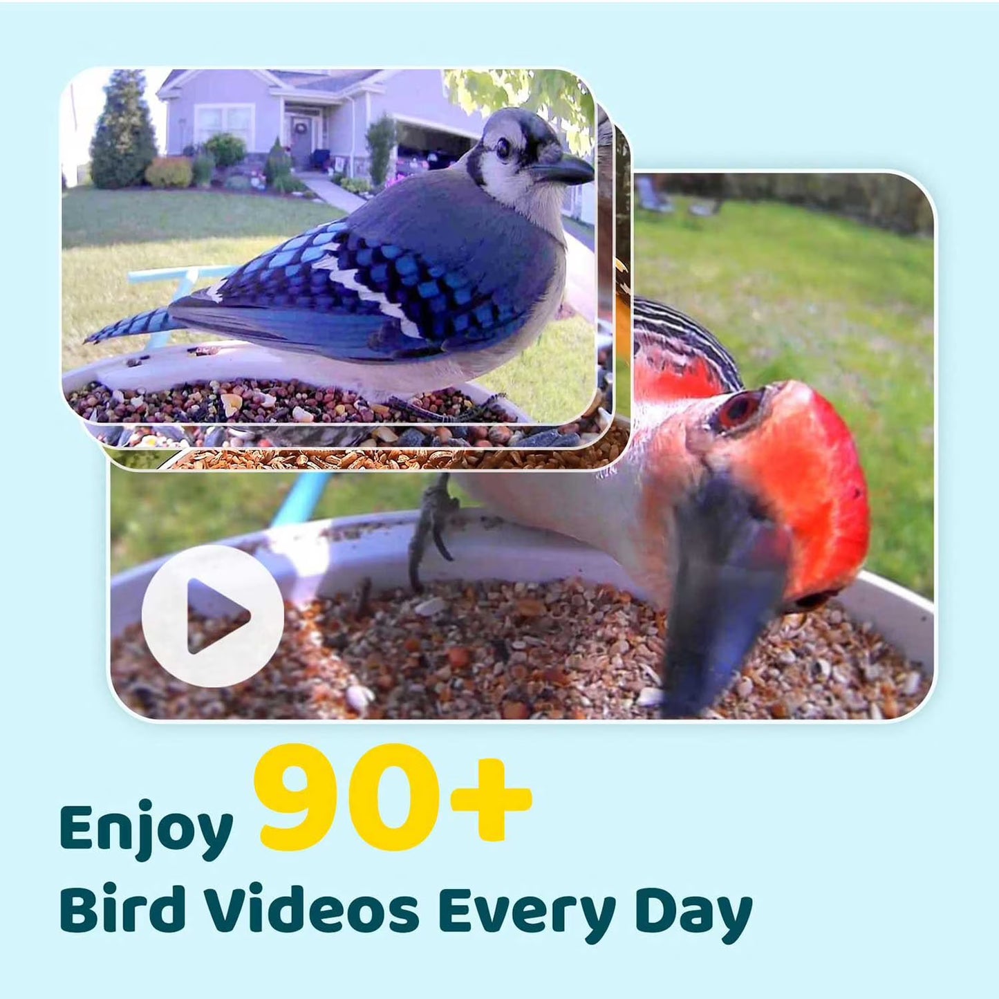 Birdfy Standard Smart Bird Feeder